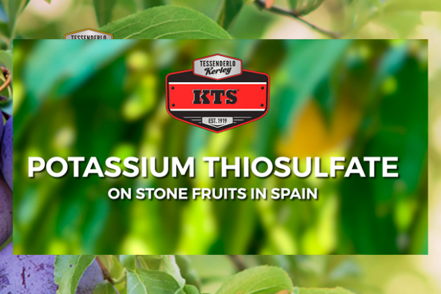 KTS on stone fruits in Spain