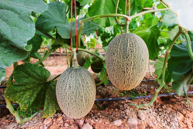 Everything you need to know about melons