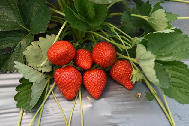 strawberries 002