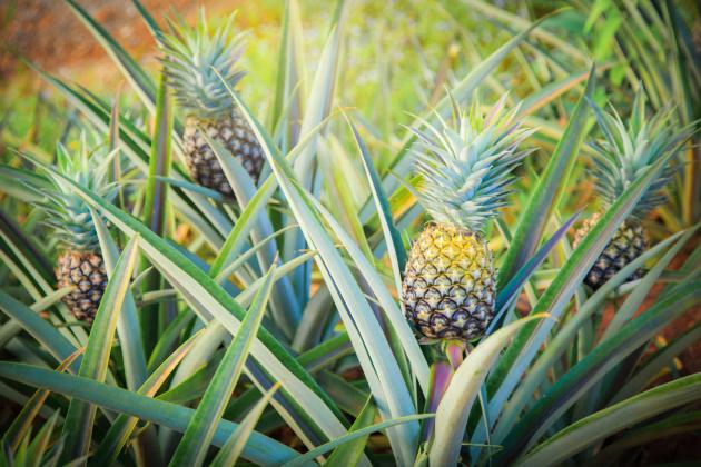 everything you need to know about pineapples