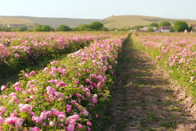 rose-field