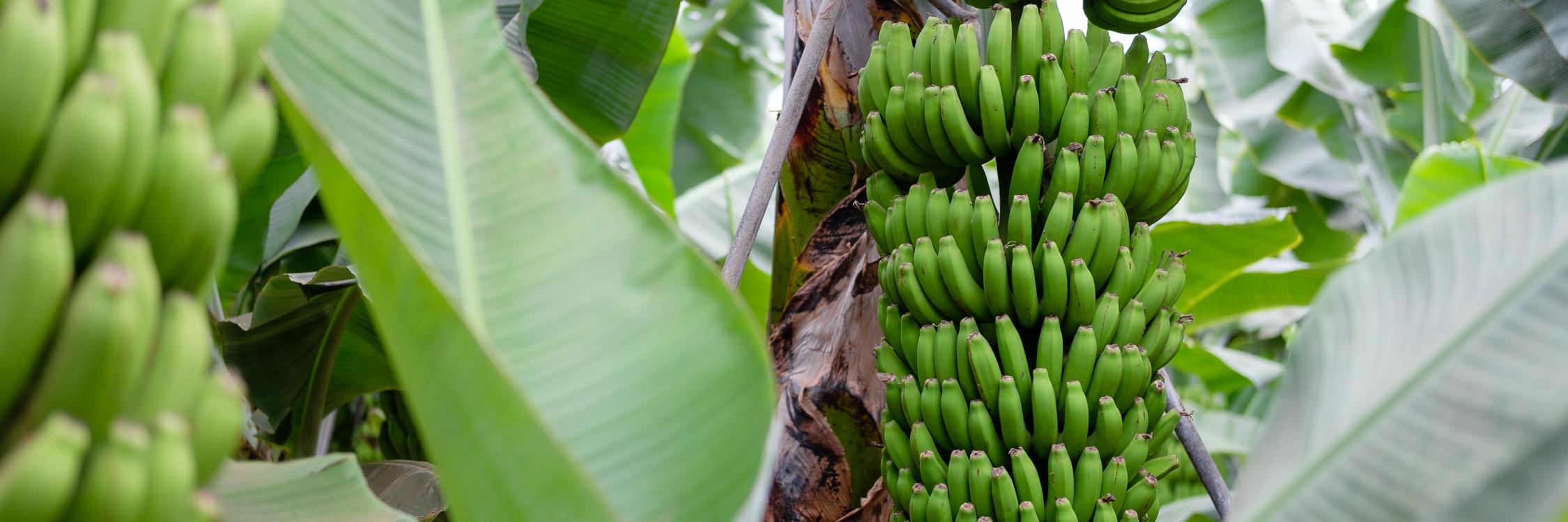 Everything you need to know about bananas