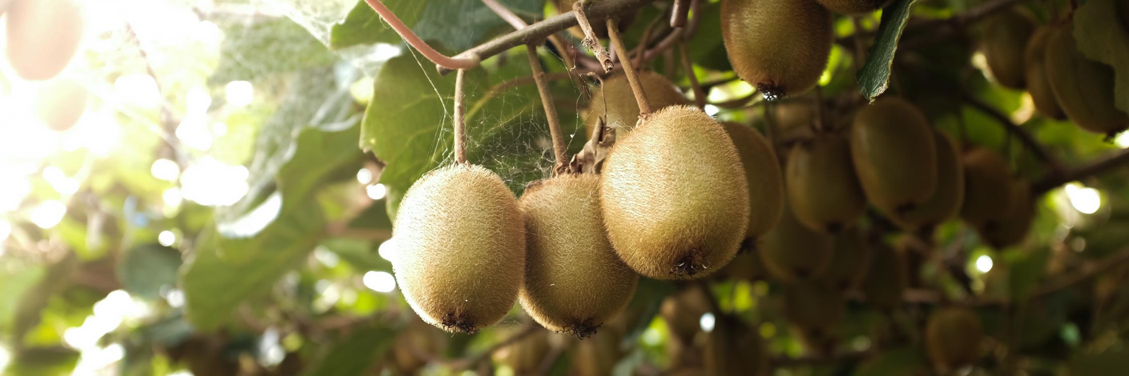 Everything you need to know about kiwis