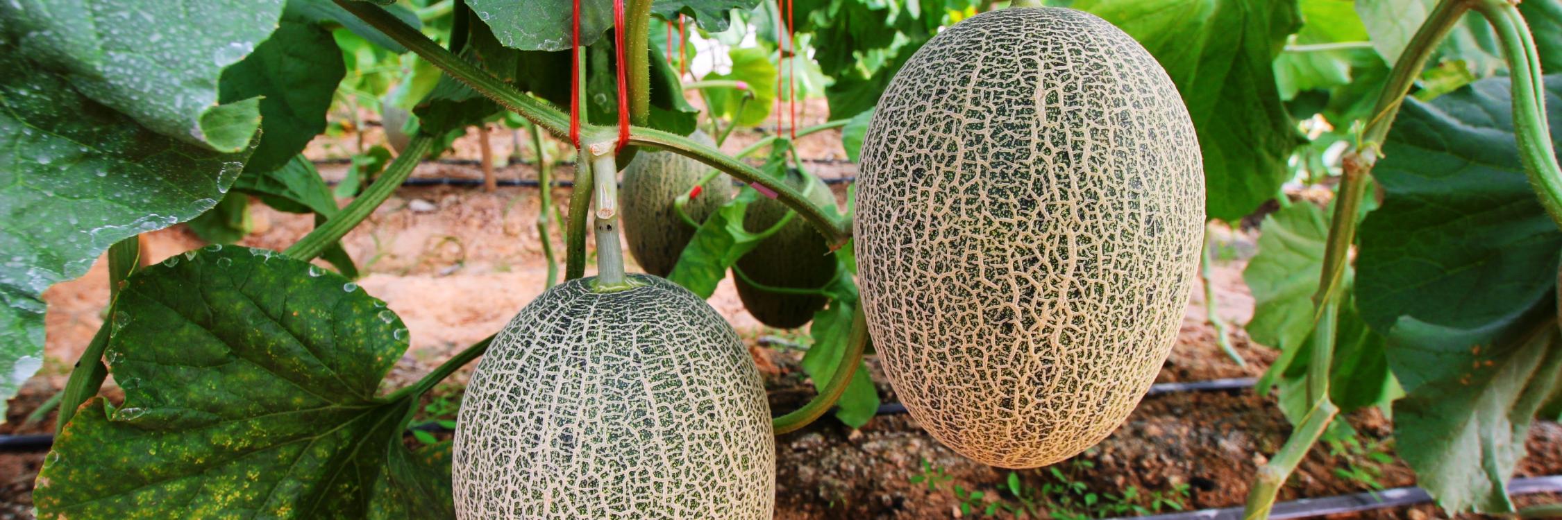 Everything you need to know about melons