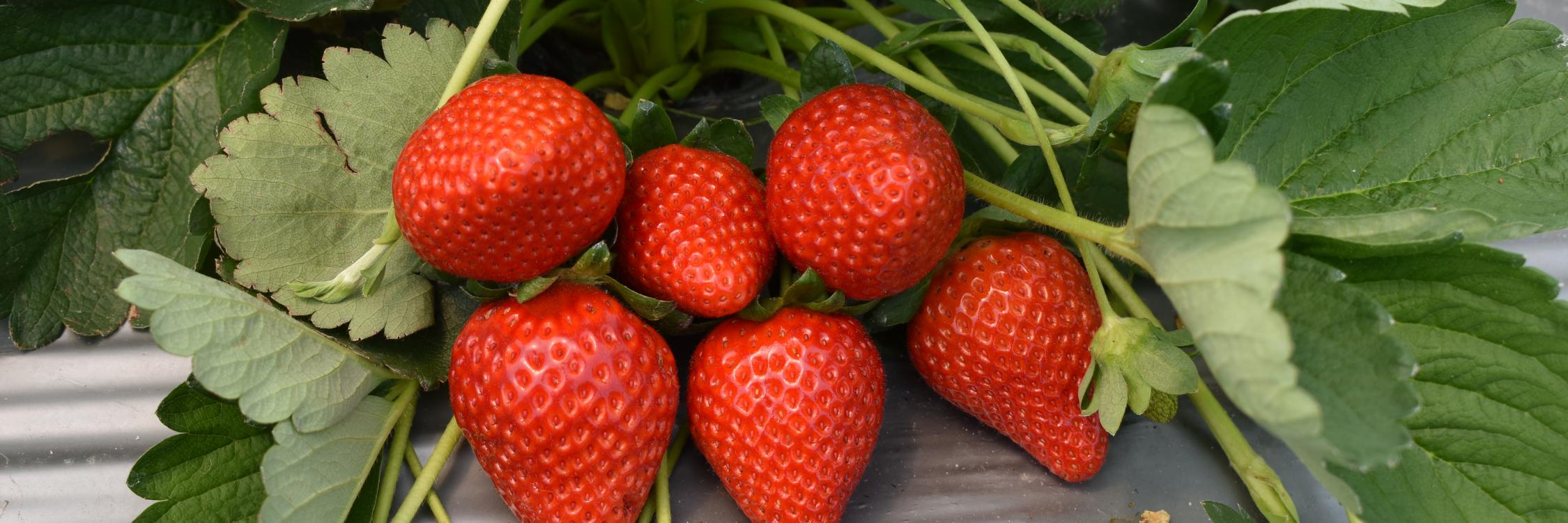 strawberries 002
