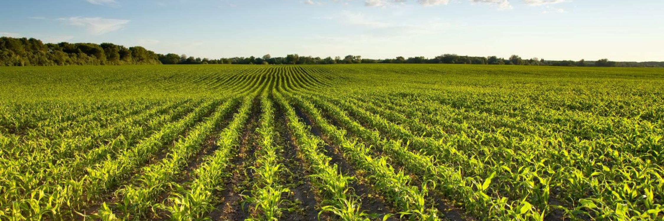 field of young corn rows