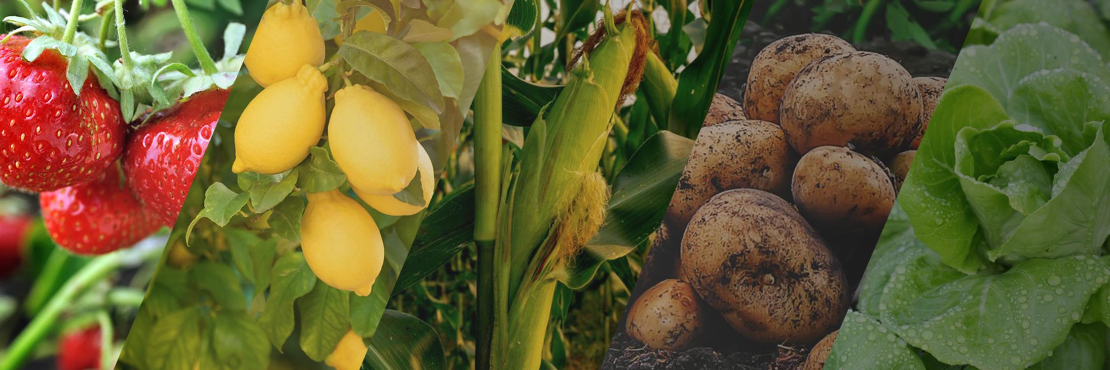 multi-crop